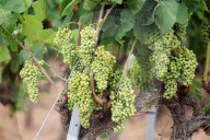 After four years of drought, a good harvest is expected in Catalonia