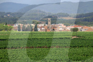After four years of drought, a good harvest is expected in Catalonia