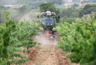 After four years of drought, a good harvest is expected in Catalonia