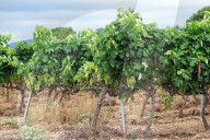 After four years of drought, a good harvest is expected in Catalonia