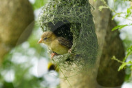 India Wildlife