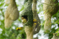 India Wildlife