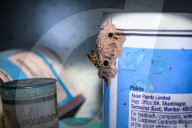 Black Mud-dauber Wasp In A House - Animal India - Nature And Human