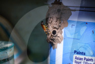 Black Mud-dauber Wasp In A House - Animal India - Nature And Human