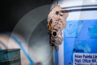 Black Mud-dauber Wasp In A House - Animal India - Nature And Human