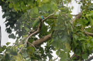 India Animal Bird