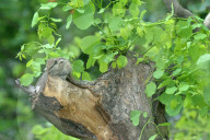 India Animal Bird