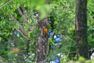 India Animal Bird