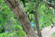 India Animal Bird