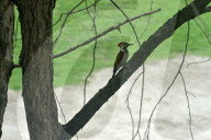 India Animal Bird