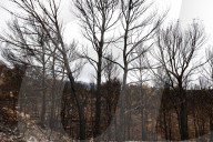 Large-scale Fire In Pauls, Catalonia
