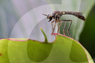 Stripe-legged Robber Fly