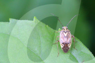 Tarnished Plant Bug