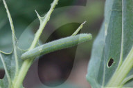 Imported Cabbageworm