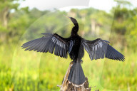 Animals Wild Birds Orlando Wetlands