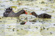 Animals Wild Birds Orlando Wetlands
