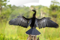 Animals Wild Birds Orlando Wetlands