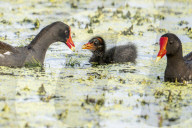 Animals Wild Birds Orlando Wetlands