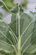 Imported Cabbageworm