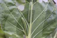 Imported Cabbageworm