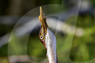 Animals Wild Birds Orlando Wetlands