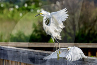 Animals Wild Birds Orlando Wetlands
