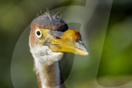 Animals Wild Birds Orlando Wetlands