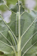 Imported Cabbageworm