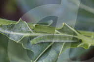Imported Cabbageworm