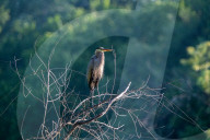 Wildlife In Indiana