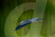 Wildlife In Indiana