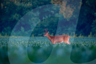 Wildlife In Indiana