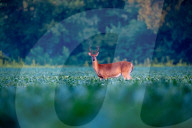 Wildlife In Indiana