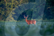 Wildlife In Indiana