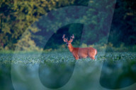 Wildlife In Indiana