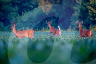 Wildlife In Indiana