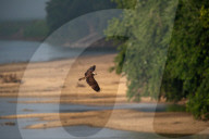 Osprey In Ohio