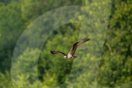 Osprey In Ohio