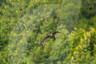 Osprey In Ohio