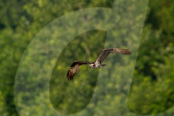 Osprey In Ohio