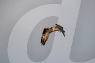 Osprey In Ohio