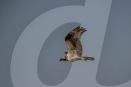 Osprey In Ohio