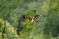 Osprey In Ohio