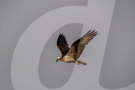 Osprey In Ohio