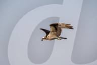 Osprey In Ohio