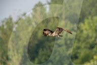 Osprey In Ohio