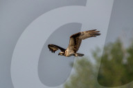 Osprey In Ohio