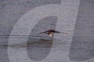 Osprey In Ohio