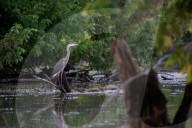Wildlife In Indiana