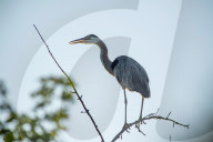 Wildlife In Indiana